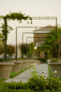 Close-up of plants against building