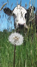 Close-up of dandelion on field against sky