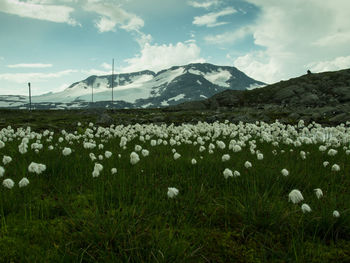 Wildflowers growing in field