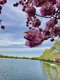 Cherry blossoms in spring against sky
