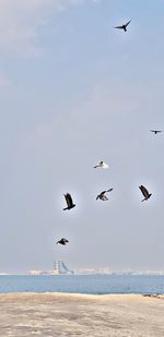 Low angle view of seagulls flying over sea against sky