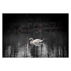 Swan swimming in lake