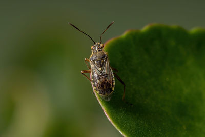 Close-up of insect