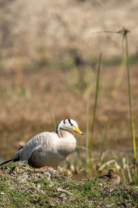 Close-up of bird perching on a field