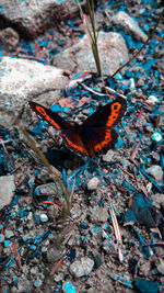 High angle view of butterfly