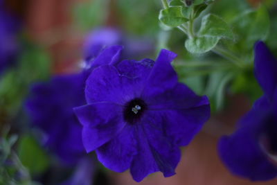 Close-up of purple flower