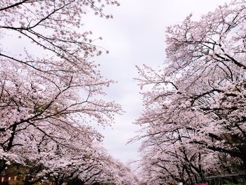 Low angle view of trees against sky
