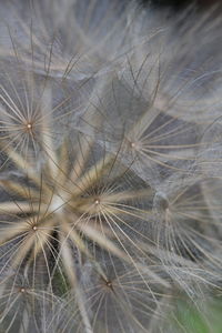 Close-up of dandelion