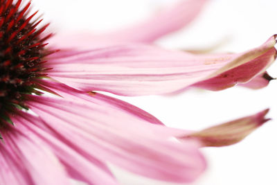 Close-up of pink flower