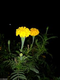 Close-up of yellow flowers blooming outdoors