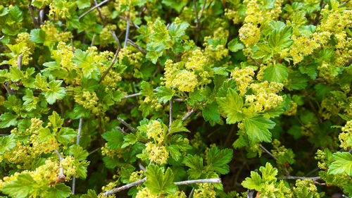 Close-up of yellow flowers growing on field