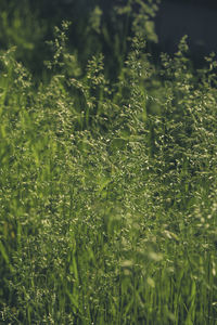 Full frame shot of fresh plants on field