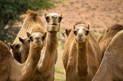 Portrait of camels