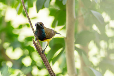 Close-up of bird perching on branch