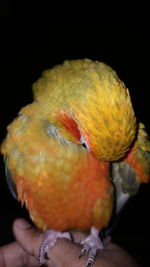 Close-up of a hand holding bird