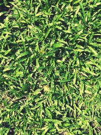 Full frame shot of green leaves