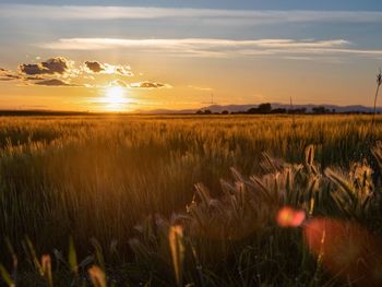 Scenic view of field against sky during sunset