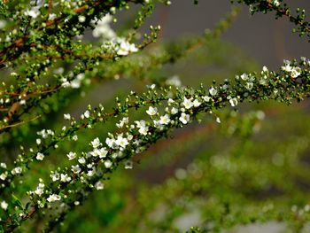 Close-up of plants against blurred water