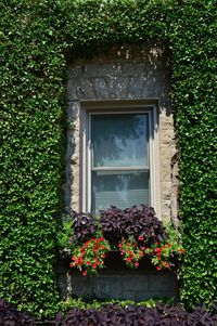 Low angle view of plants