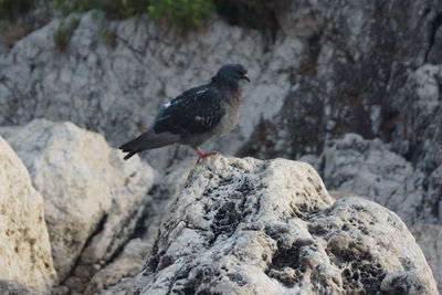 Close-up of bird perching on rock