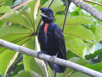 Close-up of bird perching on branch