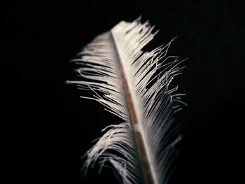 Close-up of feather against black background