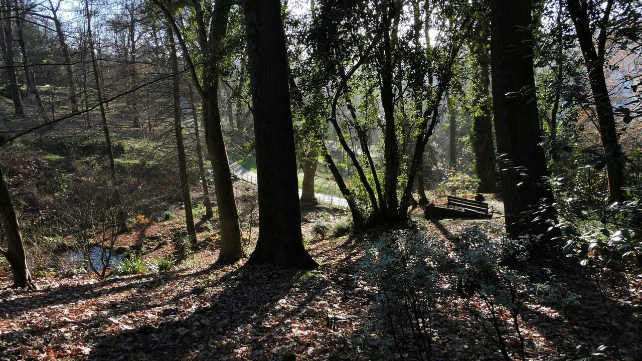 tree, tranquility, forest, tree trunk, tranquil scene, nature, growth, woodland, beauty in nature, scenics, branch, sunlight, non-urban scene, landscape, shadow, day, idyllic, outdoors, no people, footpath