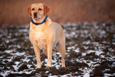 Portrait of dog standing on field