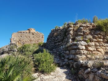 Plants growing on wall against clear blue sky