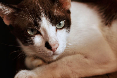 Close-up portrait of cat