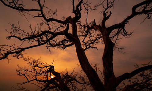 Beautiful silhouette leafless tree and sunset sky. calm and peaceful scene of sun, and dark sky 