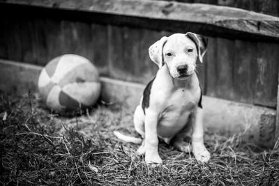 Portrait of dog with ball on grass