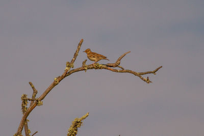 Low angle view of bird perching on branch against sky