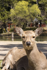 Portrait of horse on field