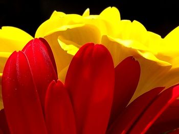 Close-up of red rose flower against black background