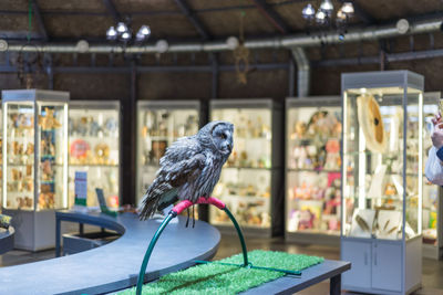 Close-up of bird perching on table