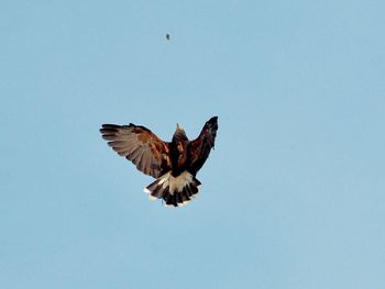 Low angle view of eagle flying against clear sky