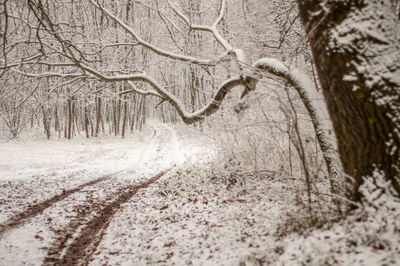 Close-up of bare tree in winter