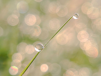 Close-up of raindrops on plant