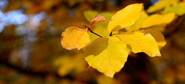 Close-up of yellow leaves during autumn