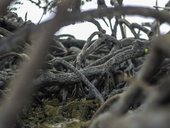 Close-up of tree trunk in forest