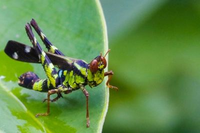 Close-up of insect on plant