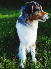 Close-up of dog outdoors