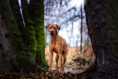 Dog standing by tree trunk in forest