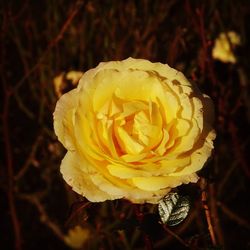 Close-up of yellow rose blooming at night