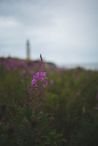 Close-up of pink flowers blooming in field