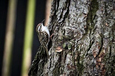 Close-up of lizard on tree trunk