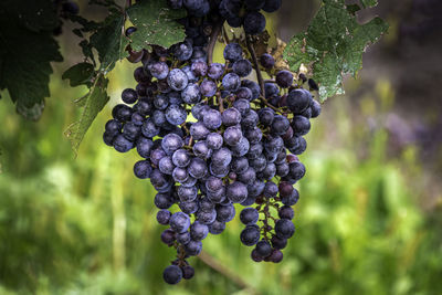 Bunch of grapes on vine