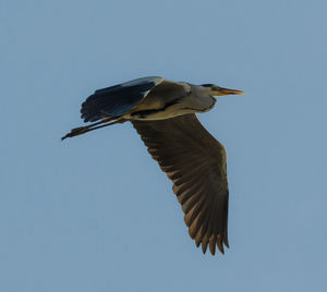 Low angle view of heron flying against clear sky