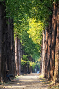 Dirt road amidst trees in forest